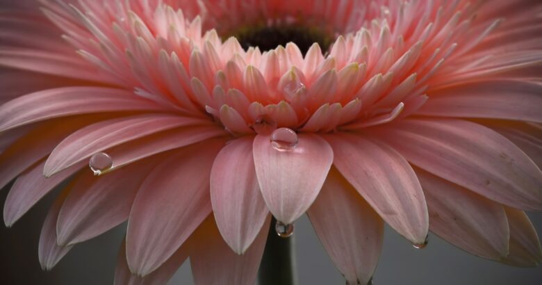 キミちゃんの物語