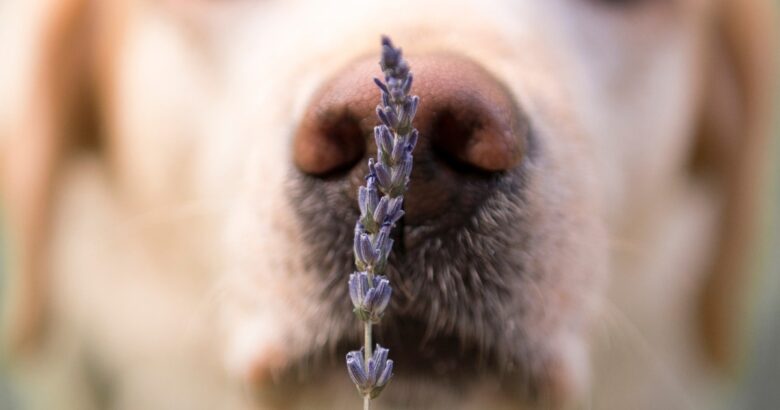 わんちゃんの紹介