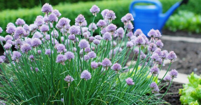 義兄のガーデン