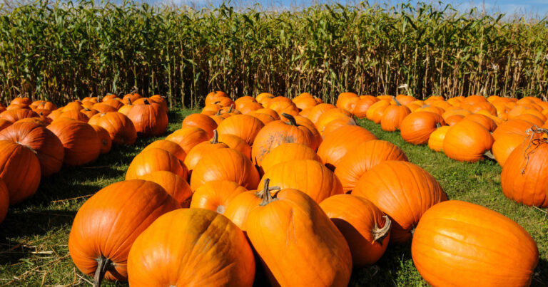 パンプキンカービング