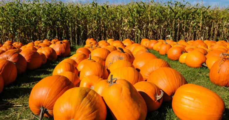 パンプキンカービング