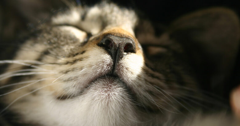 Mochi２回目の注射