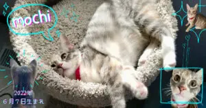 わんぱくMochi