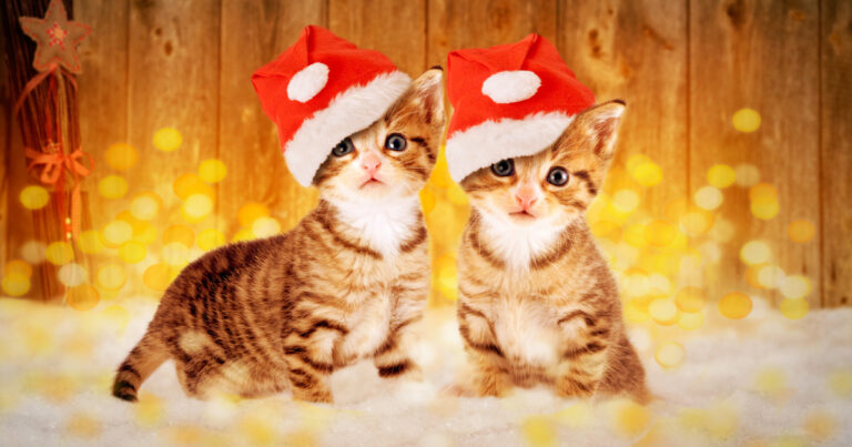 クリスマスデコ